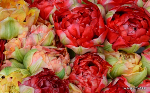 jardin avril,tulipes pivoine,iris d'eau,chenilles 049.JPG